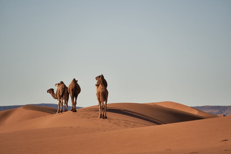 Desert Exploration
